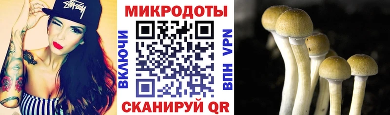 Галлюциногенные грибы Psilocybe Тотьма